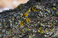 William-Granger Greenway – Humber Trail