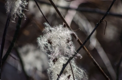 William-Granger Greenway – Humber Trail