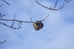 William-Granger Greenway – Humber Trail