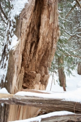 William-Granger Greenway – Humber Trail