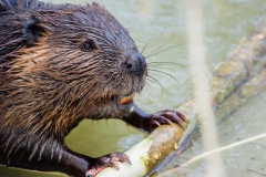 William-Granger Greenway – Humber Trail