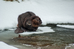 William-Granger Greenway – Humber Trail
