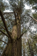 Humber Valley Heritage Trail, Bolten