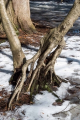 Humber Valley Heritage Trail