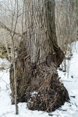 Humber Valley Heritage Trail
