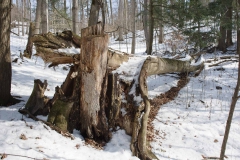 Kortright Centre for Conservation