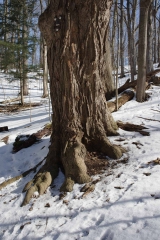 Kortright Centre for Conservation