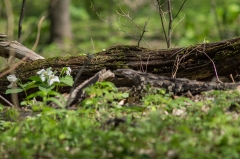 Jackson-Gunn May 18, 2014