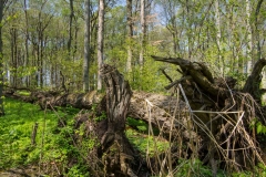 Jackson-Gunn May 18, 2014