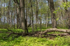 Jackson-Gunn May 18, 2014