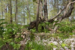 Jackson-Gunn May 18, 2014