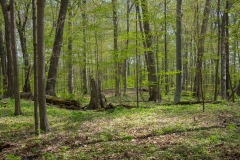 Jackson-Gunn May 18, 2014