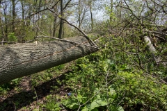 Jackson-Gunn May 18, 2014