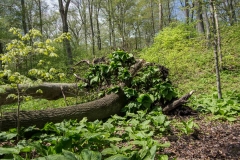 Jackson-Gunn May 18, 2014