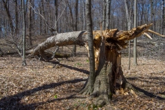 Jackson-Gunn Apr. 20, 2016