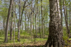 Jackson-Gunn May 18, 2014