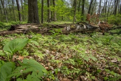 Jackson-Gunn May 18, 2014