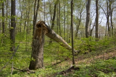 Jackson-Gunn May 18, 2014