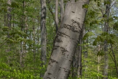 Jackson-Gunn May 18, 2014