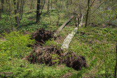 Jackson-Gunn May 18, 2014