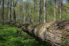 Jackson-Gunn May 18, 2014