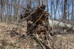 Jackson-Gunn Apr. 20, 2016