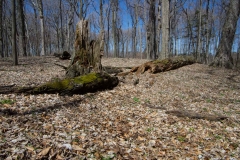 Jackson-Gunn Apr. 20, 2016