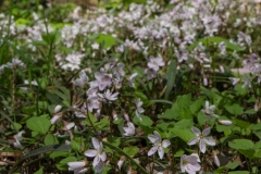 Jackson-Gunn May 18, 2014