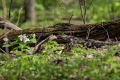 Jackson-Gunn May 18, 2014