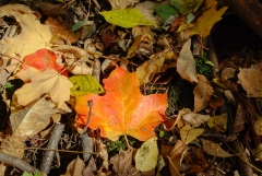 Oct, 2010