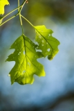 Oak Leaf