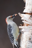 Red-bellied Woodpecker, Laskay Ontario