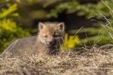 Red Fox kit, Algonquin Park