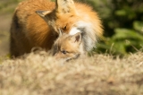 Red Fox vixen with kit, Algonquin Park