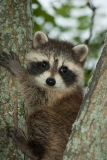 Young Racoon