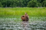 Moose (calf), Algonquin Eco-Lodge Canoe Trip