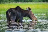 Moose (cow), Algonquin Eco-Lodge Canoe Trip