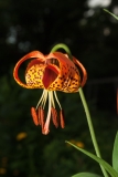 Michigan Lily, Laskay, Ontario