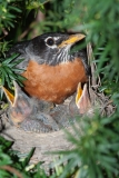 American Robin, Laskay, Ontario