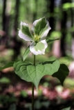 Green & White Trillium