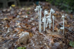 Forest Floor, Molega Lake, NS