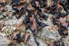 Nova Scotia Waterfalls