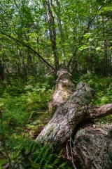 Nova Scotia Waterfalls