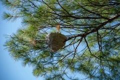 Nova Scotia Waterfalls