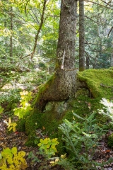 Nova Scotia Waterfalls