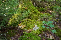 Nova Scotia Waterfalls