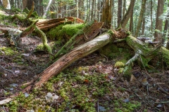 Nova Scotia Waterfalls