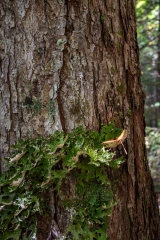 Nova Scotia Waterfalls