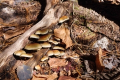 Nova Scotia Waterfalls