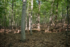 Gault Nature Reserve, Mount St. Hilaire, Quebec